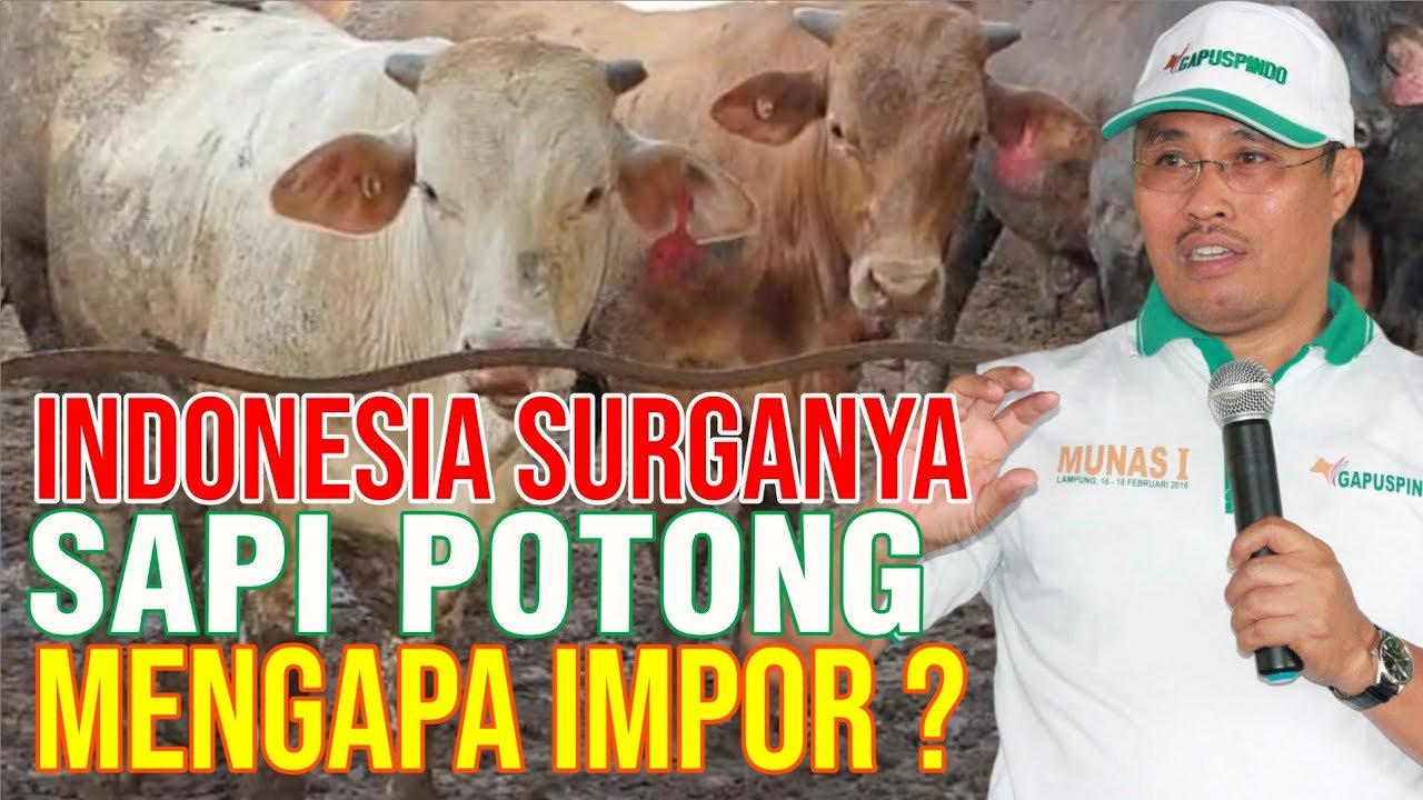 Indonesia Surganya Sapi, Mengapa Harus Impor.jpg